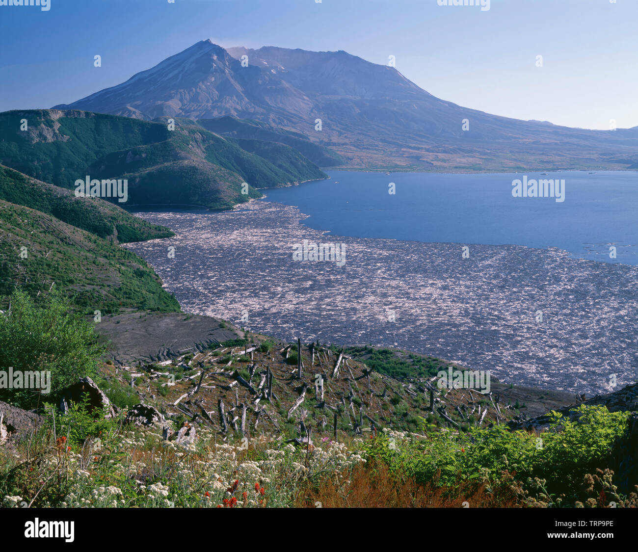 USA, Washington, Mt. Saint Helens Monument Volcanique National, voir l'indépendance de col avec des fleurs sauvages, des journaux sur Spirit Lake et Mt. Saint Helens. Banque D'Images