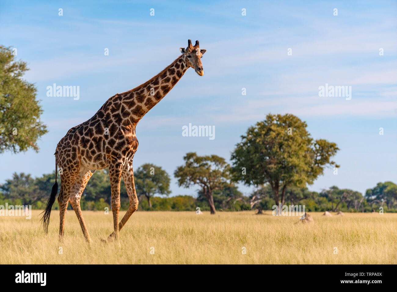 Un grand mâle Girafe Giraffa camelopardalis vu dans le parc national de Hwange au Zimbabwe. Banque D'Images