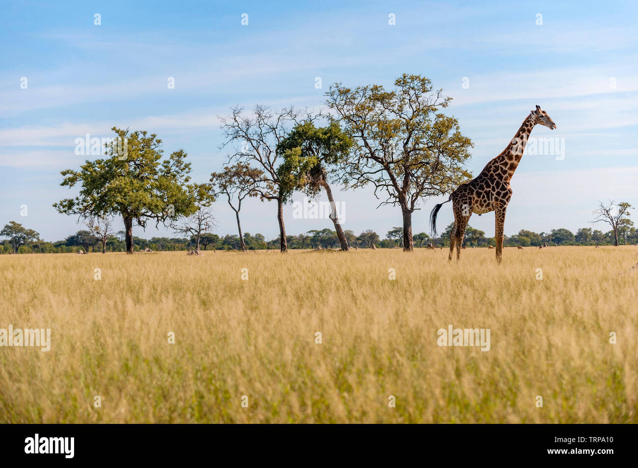 Un grand mâle Girafe Giraffa camelopardalis vu dans le parc national de Hwange au Zimbabwe. Banque D'Images