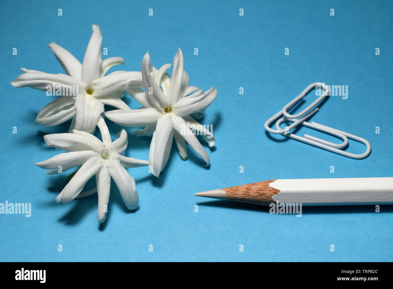 Nature morte au crayon de couleur blanc, trombones et fleurs de jasmin. Banque D'Images
