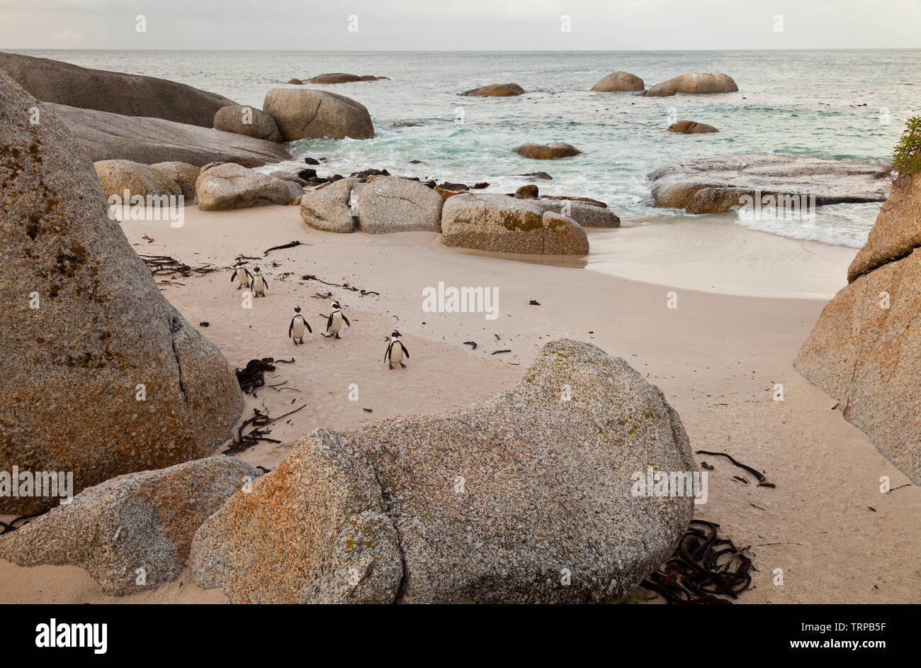 Manchot-PINGÜINO DEL CABO (Spheniscus demersus), la plage de Boulders, Table Mountains National Park, False Bay, Afrique du Sud, l'Afrique Banque D'Images