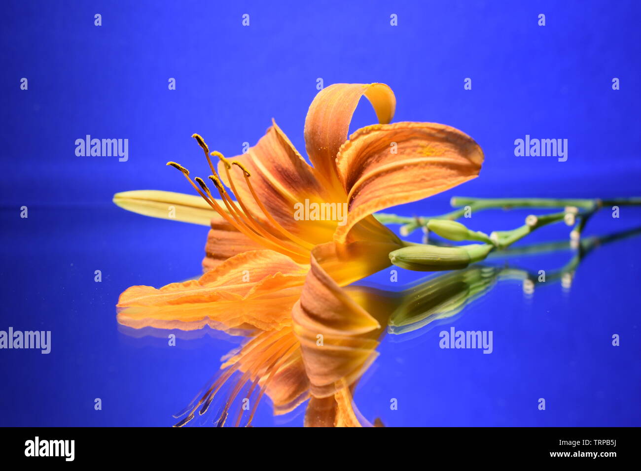 Journée Orange-lily et ses bourgeons sur fond bleu. Banque D'Images