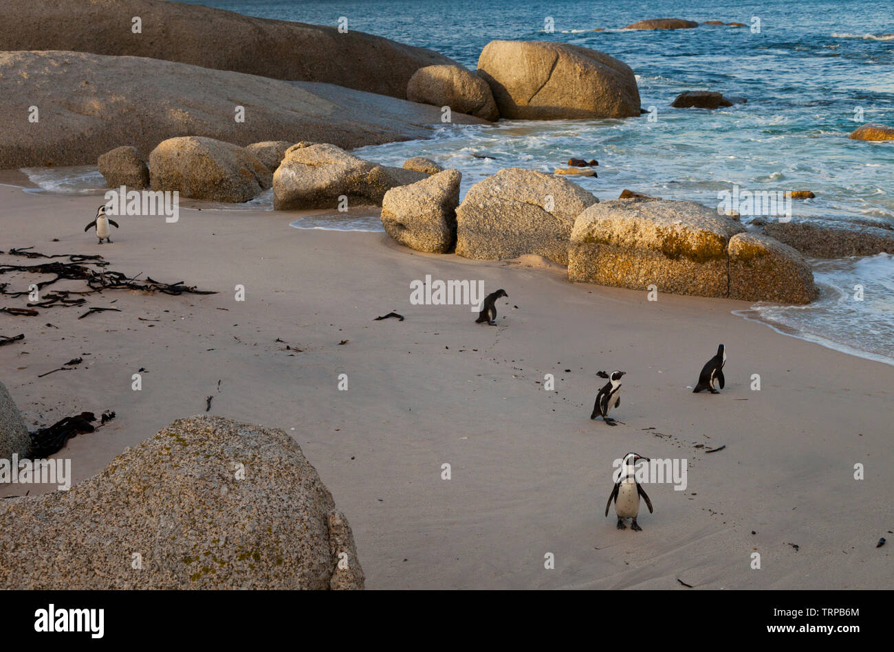 Manchot-PINGÜINO DEL CABO (Spheniscus demersus), la plage de Boulders, Table Mountains National Park, False Bay, Afrique du Sud, l'Afrique Banque D'Images