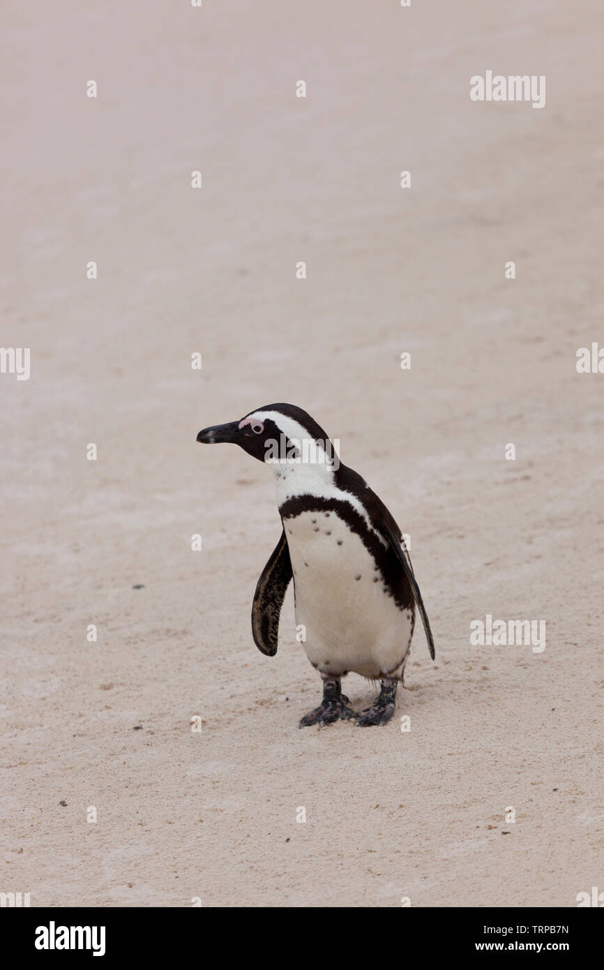 Manchot-PINGÜINO DEL CABO (Spheniscus demersus), la plage de Boulders, Table Mountains National Park, False Bay, Afrique du Sud, l'Afrique Banque D'Images