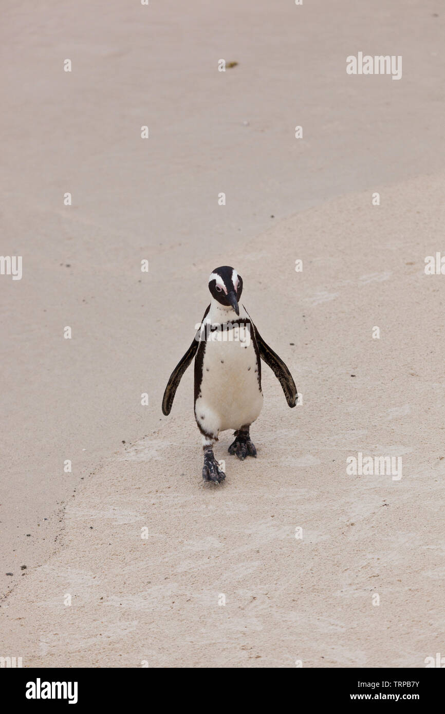 Manchot-PINGÜINO DEL CABO (Spheniscus demersus), la plage de Boulders, Table Mountains National Park, False Bay, Afrique du Sud, l'Afrique Banque D'Images