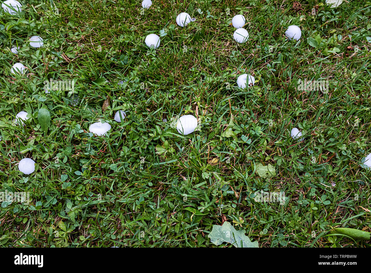 Gros grêlons dans mon jardin après un gros orage Banque D'Images