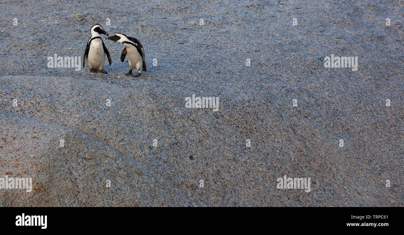 Manchot-PINGÜINO DEL CABO (Spheniscus demersus), la plage de Boulders, Table Mountains National Park, False Bay, Afrique du Sud, l'Afrique Banque D'Images