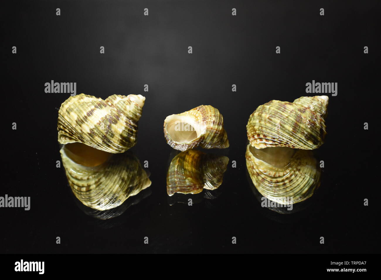 L'ermite turbo vert trois coquilles. Banque D'Images