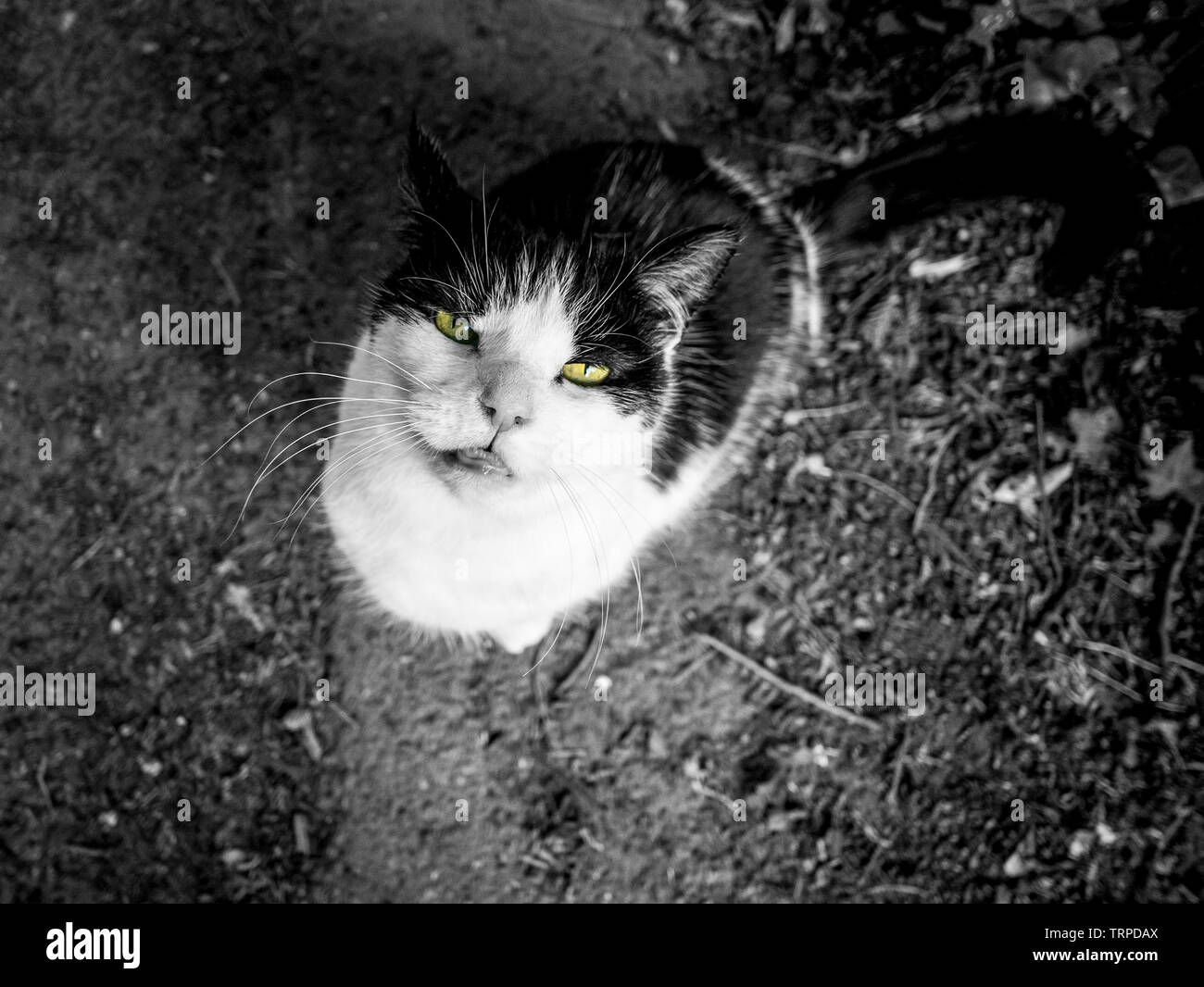Noir Et Blanc Chat Poilu Avec Des Yeux Verts Et De Longs Sourcils Blancs Est Assis Dans L Herbe Et Regardant Dans L Appareil Photo Photo Stock Alamy