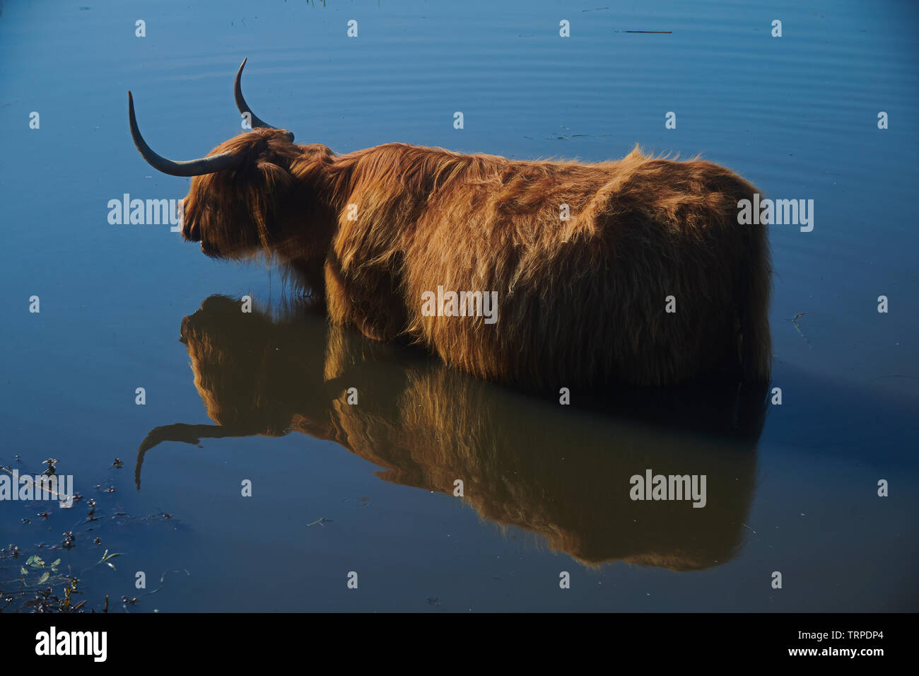 Une Scottish Highland cow standing dans une piscine de refroidissement de l'eau potable et à l'été chaud soleil Banque D'Images