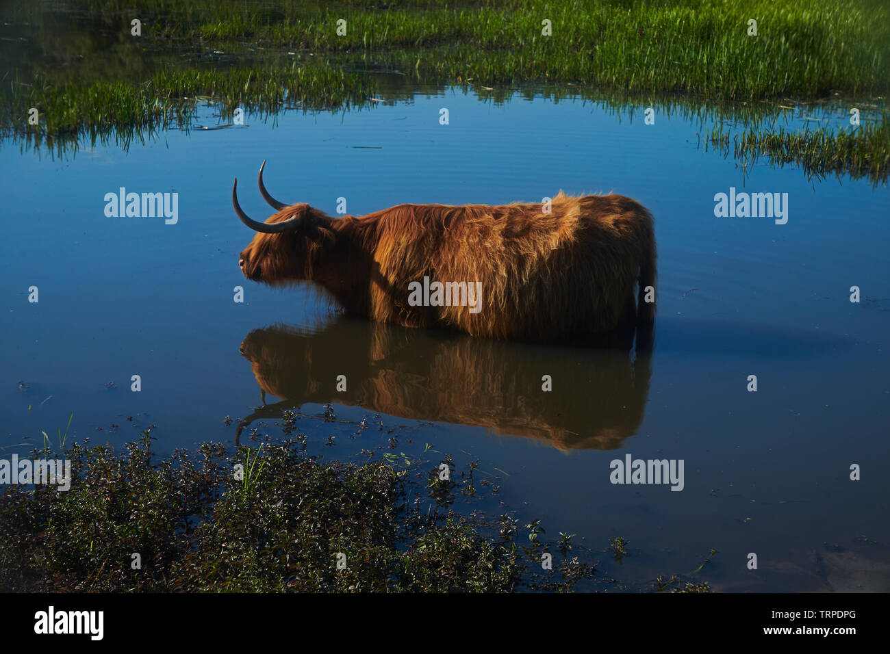 Une Scottish Highland cow standing dans une piscine de refroidissement de l'eau potable et à l'été chaud soleil Banque D'Images