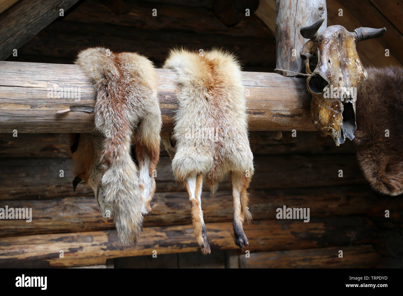 Les peaux de renard sécher sur le mur d'un lodge en bois, proies de Hunter. Concept de la chasse aux animaux à fourrure Banque D'Images