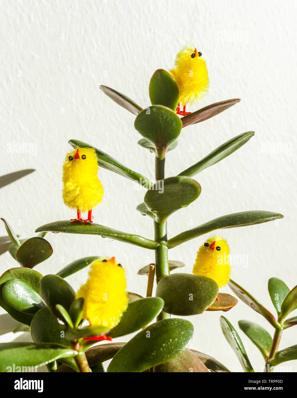 Poulet de Pâques décorations sur un jade plant, sur un fond blanc. Banque D'Images