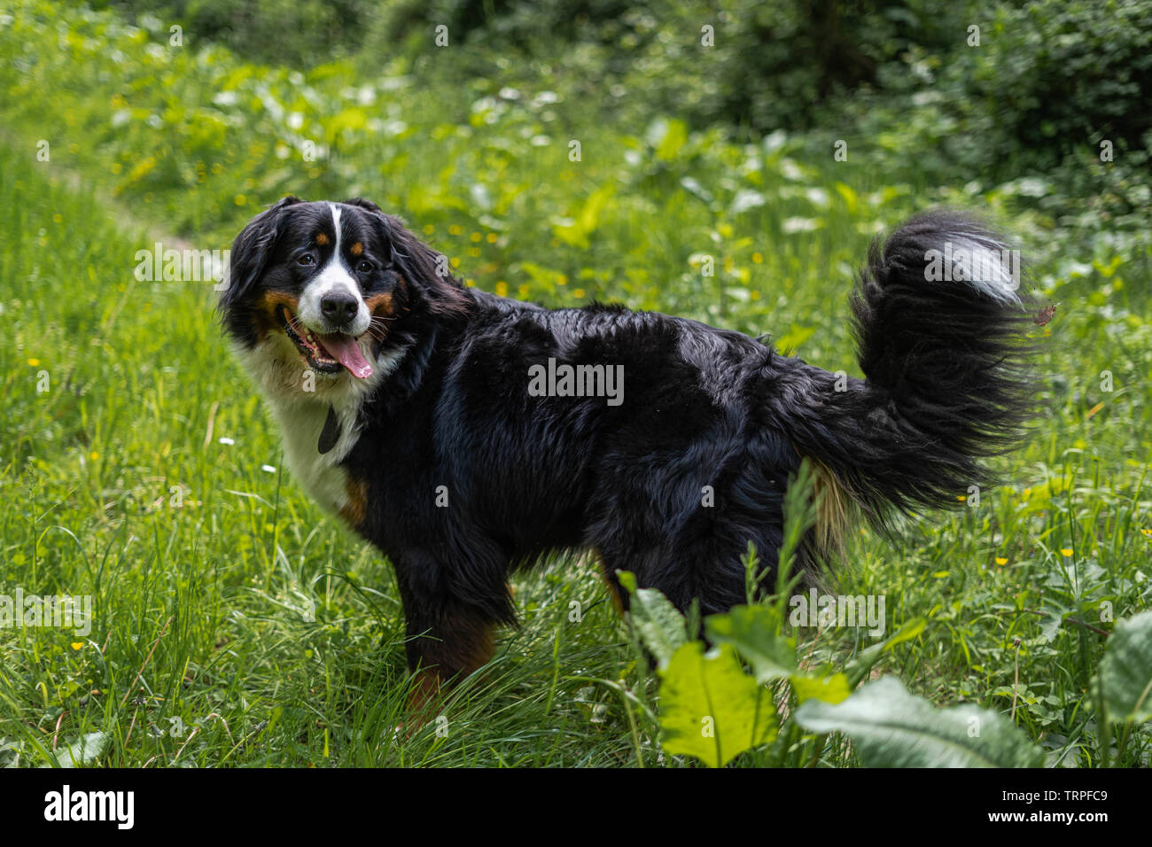 Bernois dans un parc en Belgique Banque D'Images