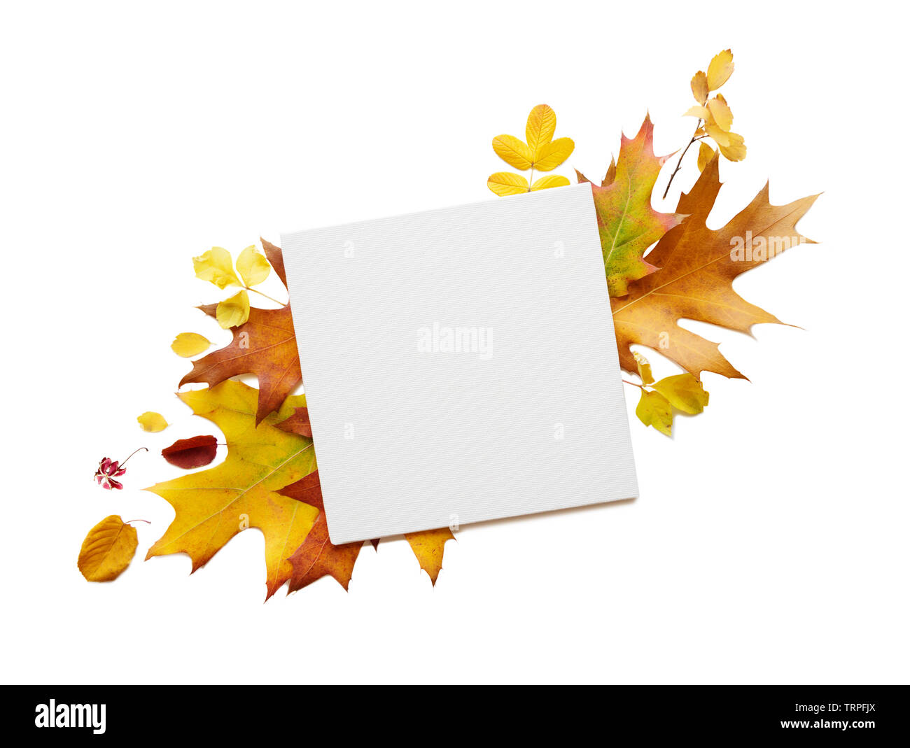 Composition d'automne avec carré blanc vide avec feuille de papier copie-espace et les feuilles tombées multicolore isolé sur fond blanc Banque D'Images