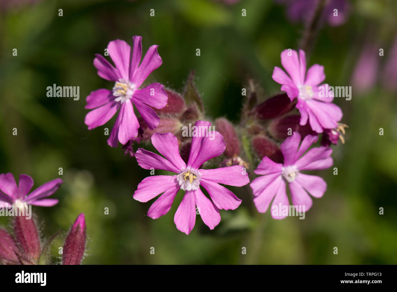 Red campion, Silene dioica, homme planter des fleurs sauvages de haie plante dioïque au printemps, Berkshire, England, UK Banque D'Images