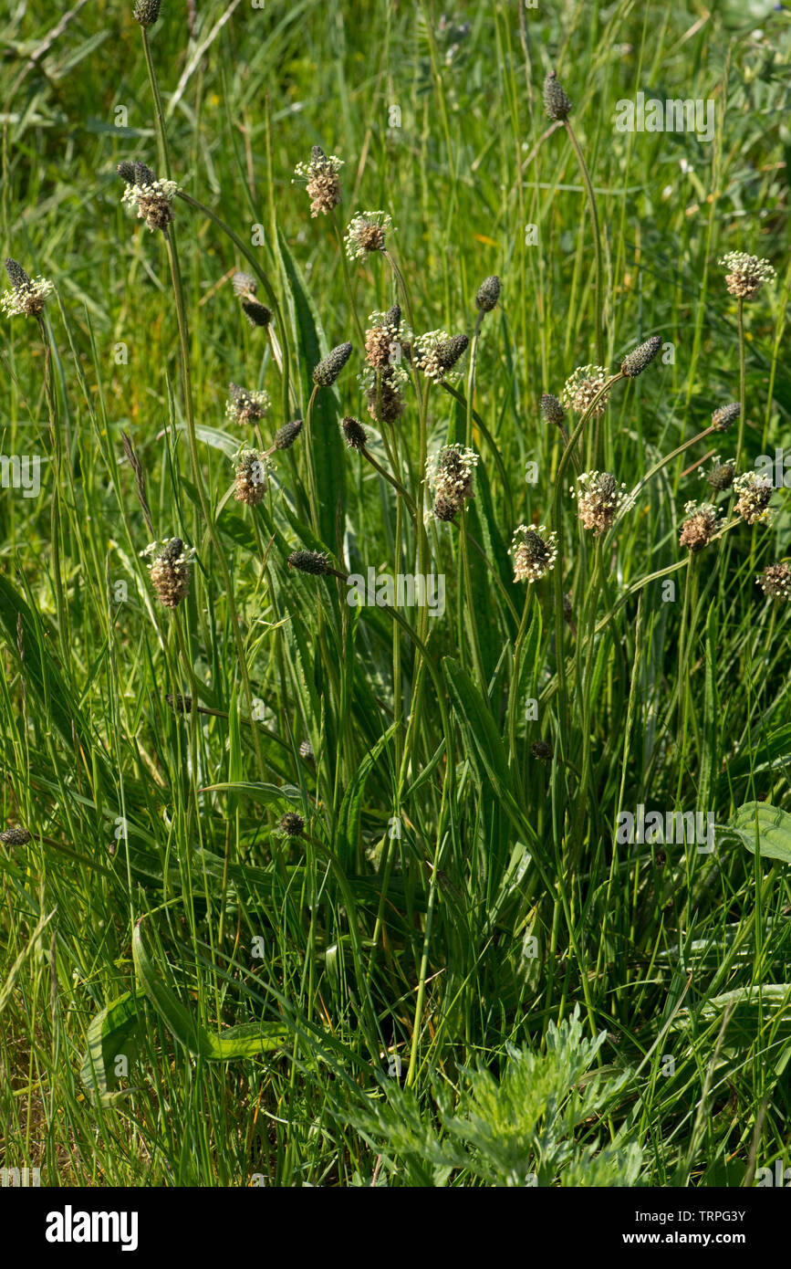 Une floraison ou plantain lancéole angustifolié, Plantago lanceolata, floraison des plantes dans la masse des déchets au printemps, Berkshire, Mai Banque D'Images