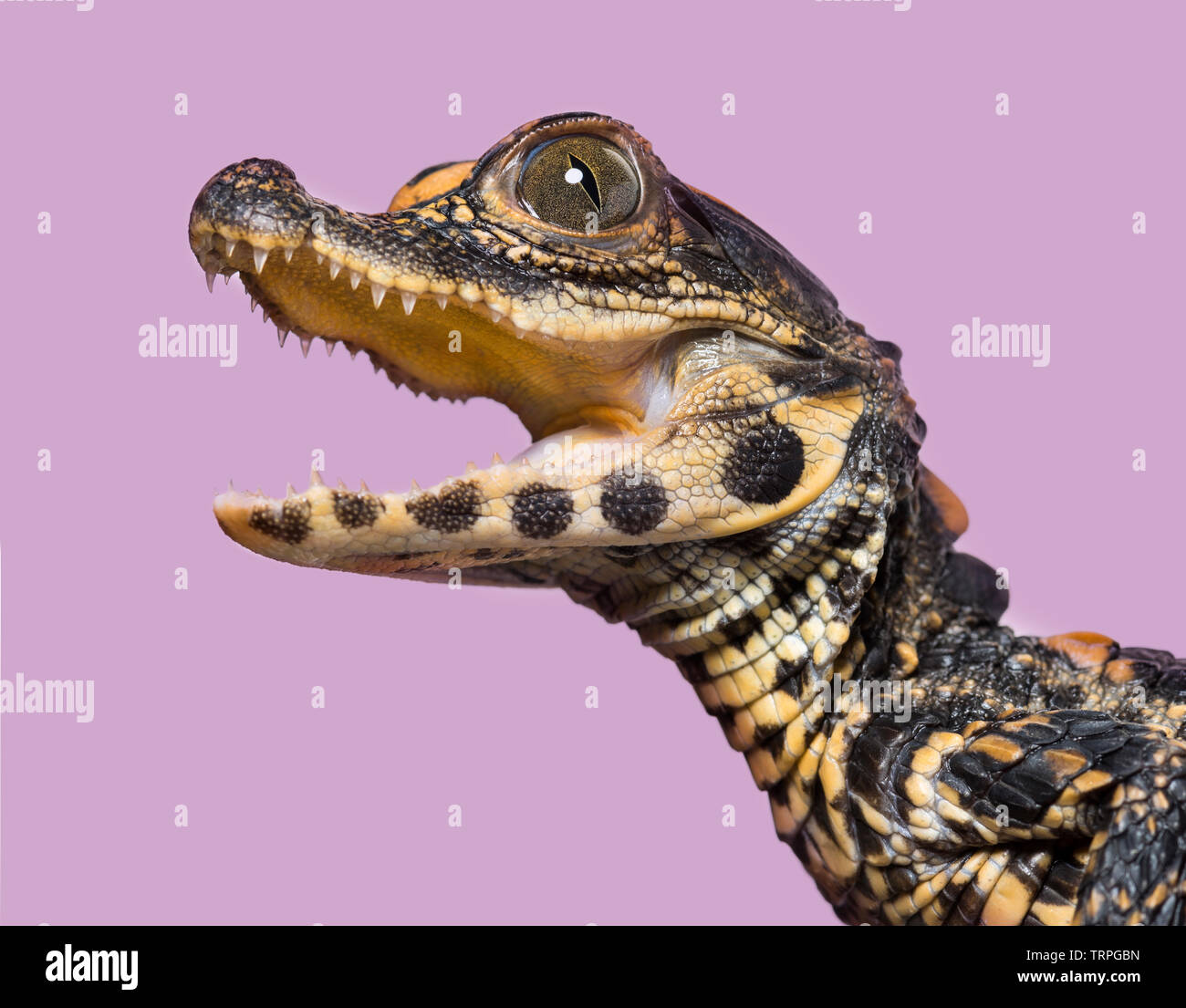 Crocodile Nain Osteolaemus Tetraspis Egalement Connu Sous Le Nom De Crocodile Nain D Afrique Large Snouted Crocodile Crocodile Ou Osseuse Looking At Camera Contre Obj Photo Stock Alamy