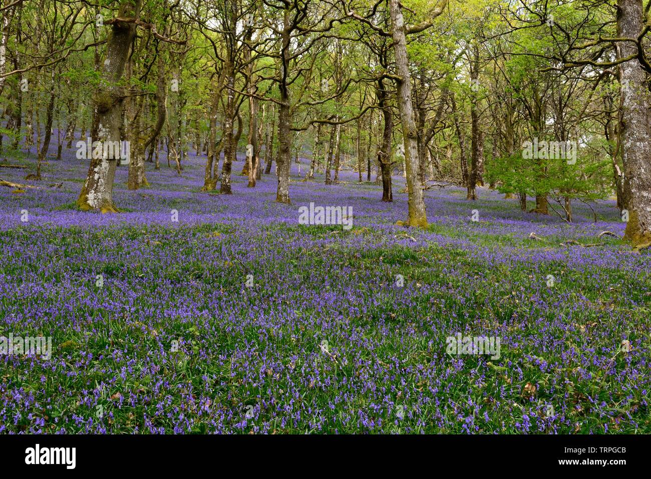 Hyacinthoides non scripta bluebells indigènes en chêne et bois d'aulne GGwenffrwd-Dinas Ystradffin réserve RSPB llandovery Galles Cymru UK Banque D'Images