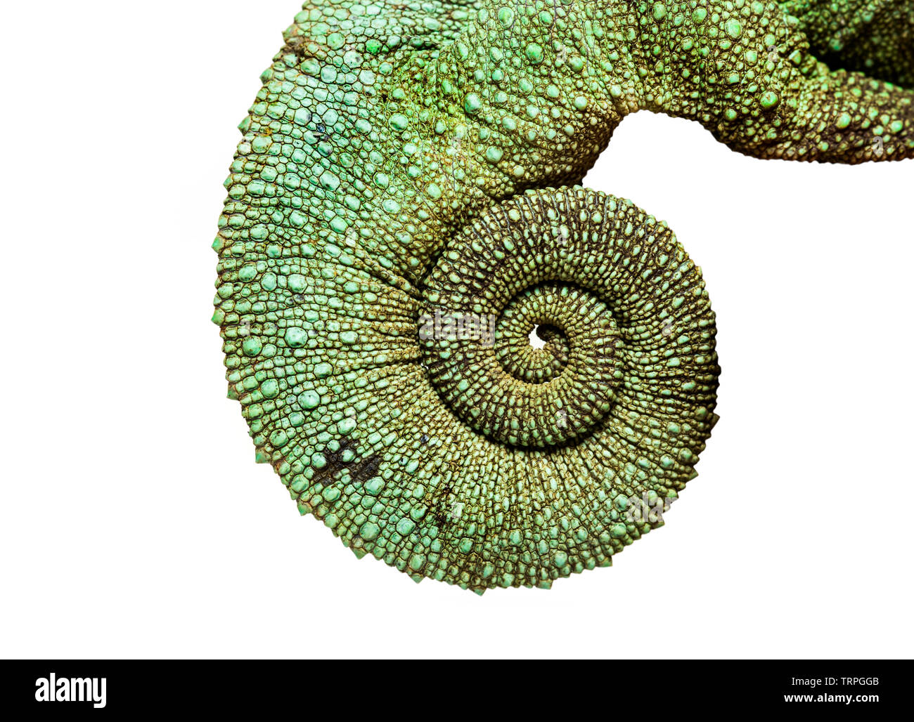 Jackson's horned chameleon, Trioceros jacksonii,, in close up against white background Banque D'Images