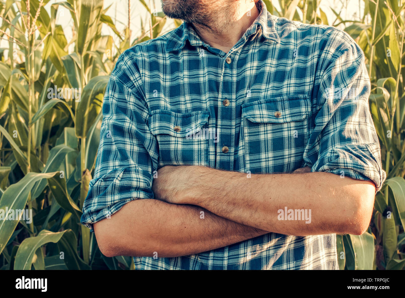 Agriculteur d'insécurité avec les bras croisés en pose défensive debout dans le champ de maïs Banque D'Images