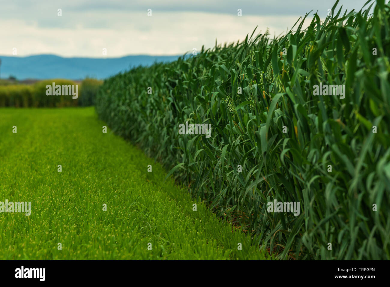 Avoine (Avena sativa) plantation, culture de céréale également connu sous le nom de l'avoine commune pour ses grains, selective focus Banque D'Images