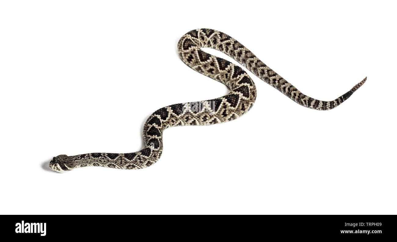 Crotalus atrox, western diamondback rattlesnake ou Texas diamond-dos, serpent venimeux contre fond blanc Banque D'Images