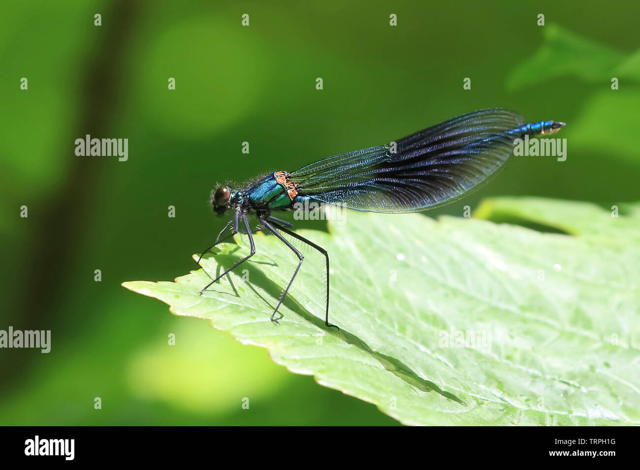 Détaillé, macro, side view close up of a wild UK libellule insecte (Zygoptera) isolés à l'extérieur au début de l'été soleil perché sur single, feuille verte. Banque D'Images
