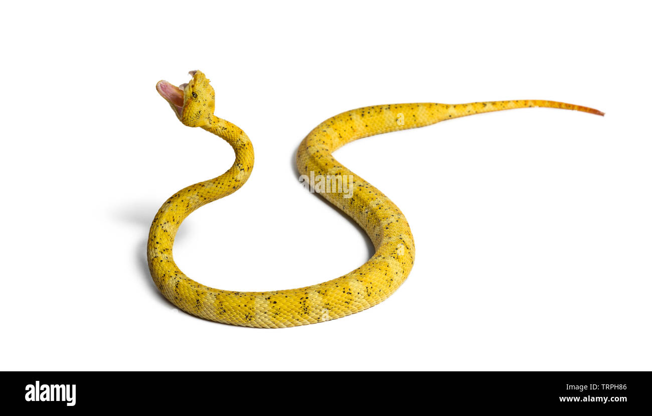 Bothriechis schlegelii, Bothriechis schlegelii, le Cil, Viper est un pit viper against white background Banque D'Images