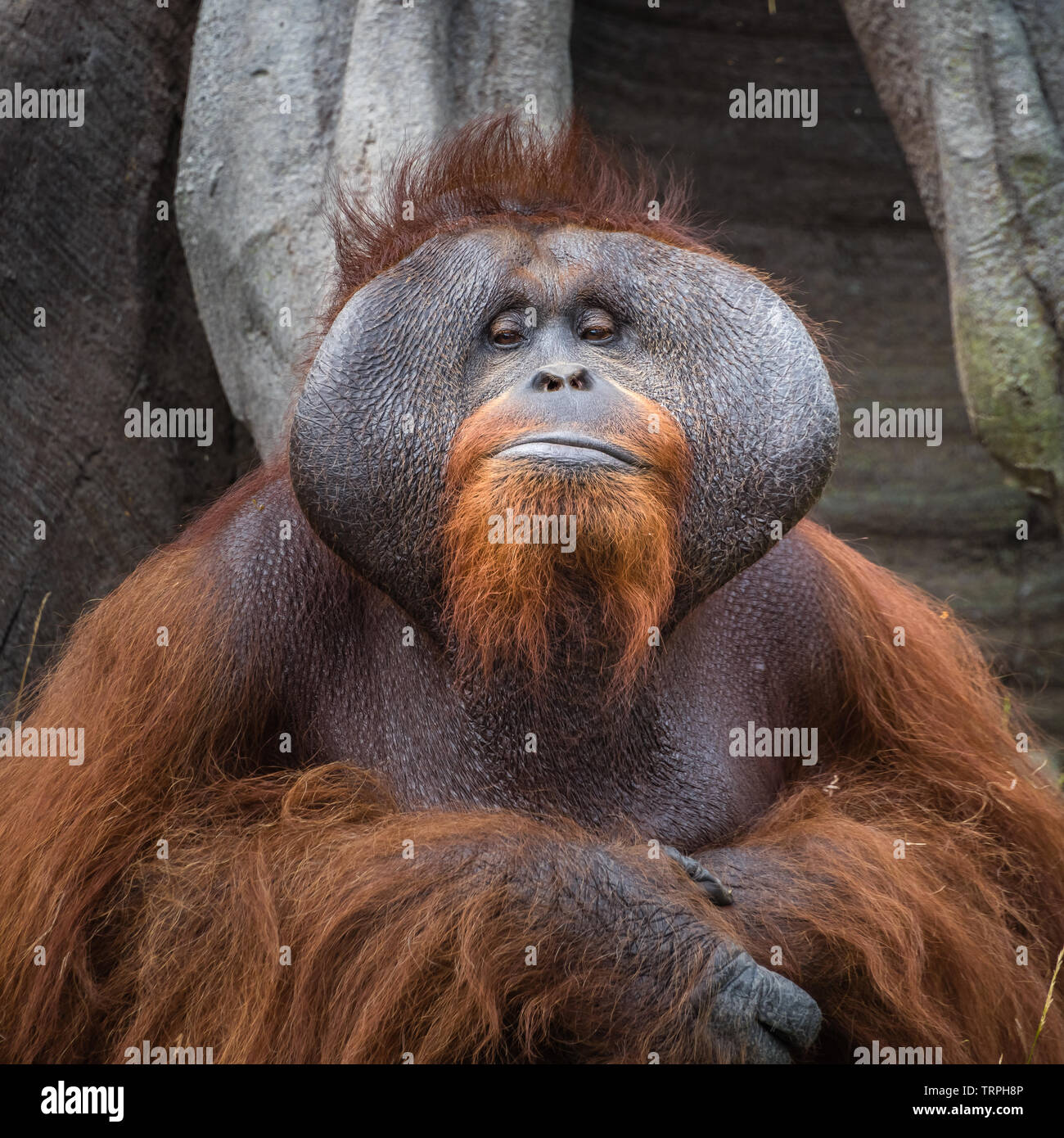 Le zoo de Dublin, Irlande : un orang-outan adultes pose pour un portrait. Banque D'Images