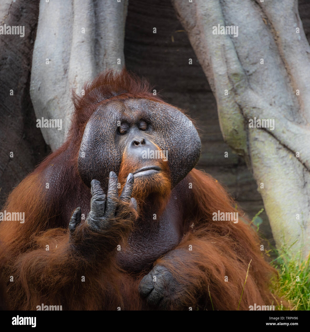 Le zoo de Dublin, Irlande : un orang-outan adultes pose pour un portrait. Banque D'Images