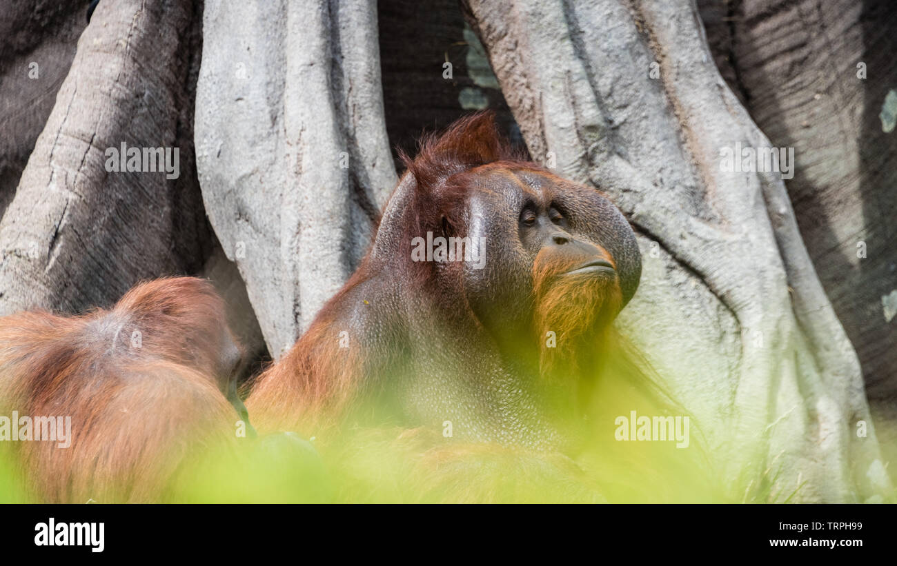 Le zoo de Dublin, Irlande : un orang-outan adultes pose pour un portrait. Banque D'Images
