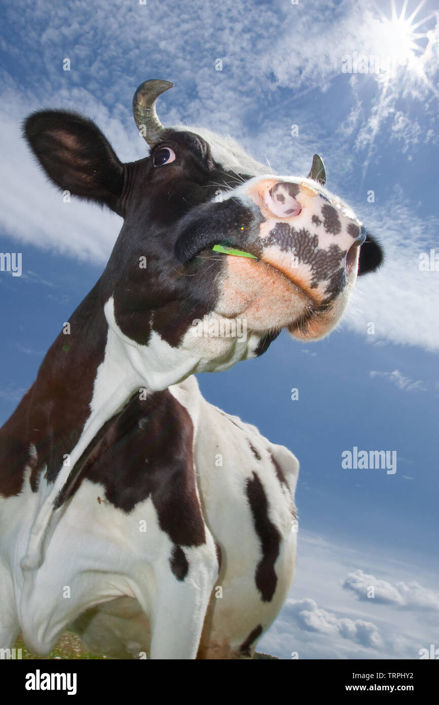 Drole De Vache Banque D Image Et Photos Alamy