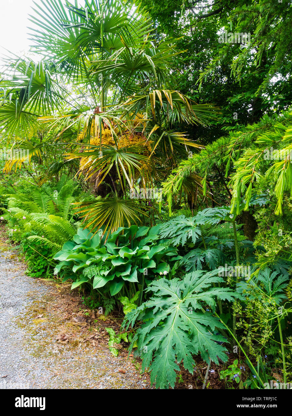 Ligulaire, Trachycarpus fortunei 'Chinese Dragon' et Matteuccia struthiopteris dominent le chemin de la jungle à la maison du jardin, Buckland Monachorum, Banque D'Images