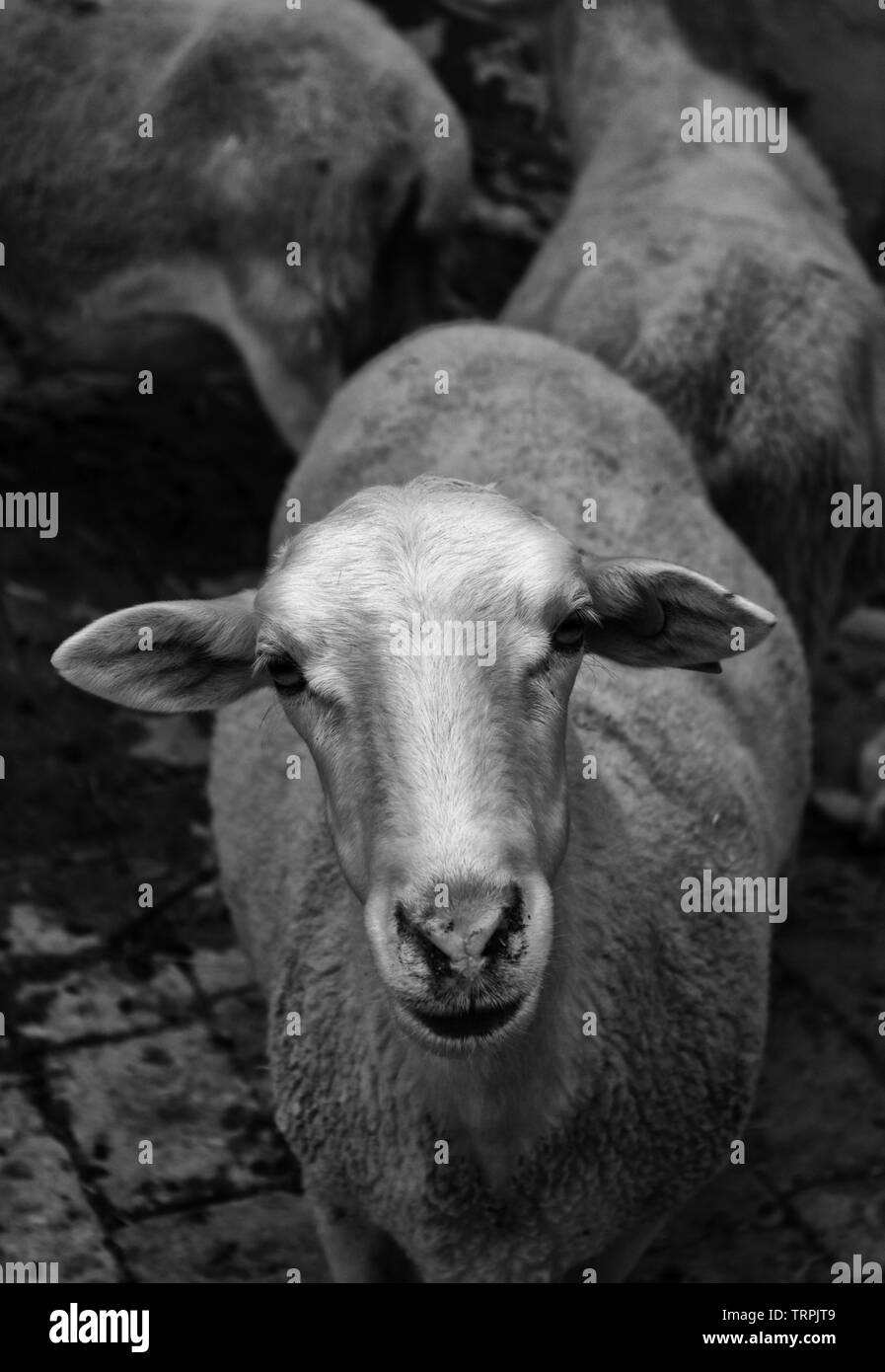 Clos de chèvre clôture dans la ferme des animaux, nature Banque D'Images