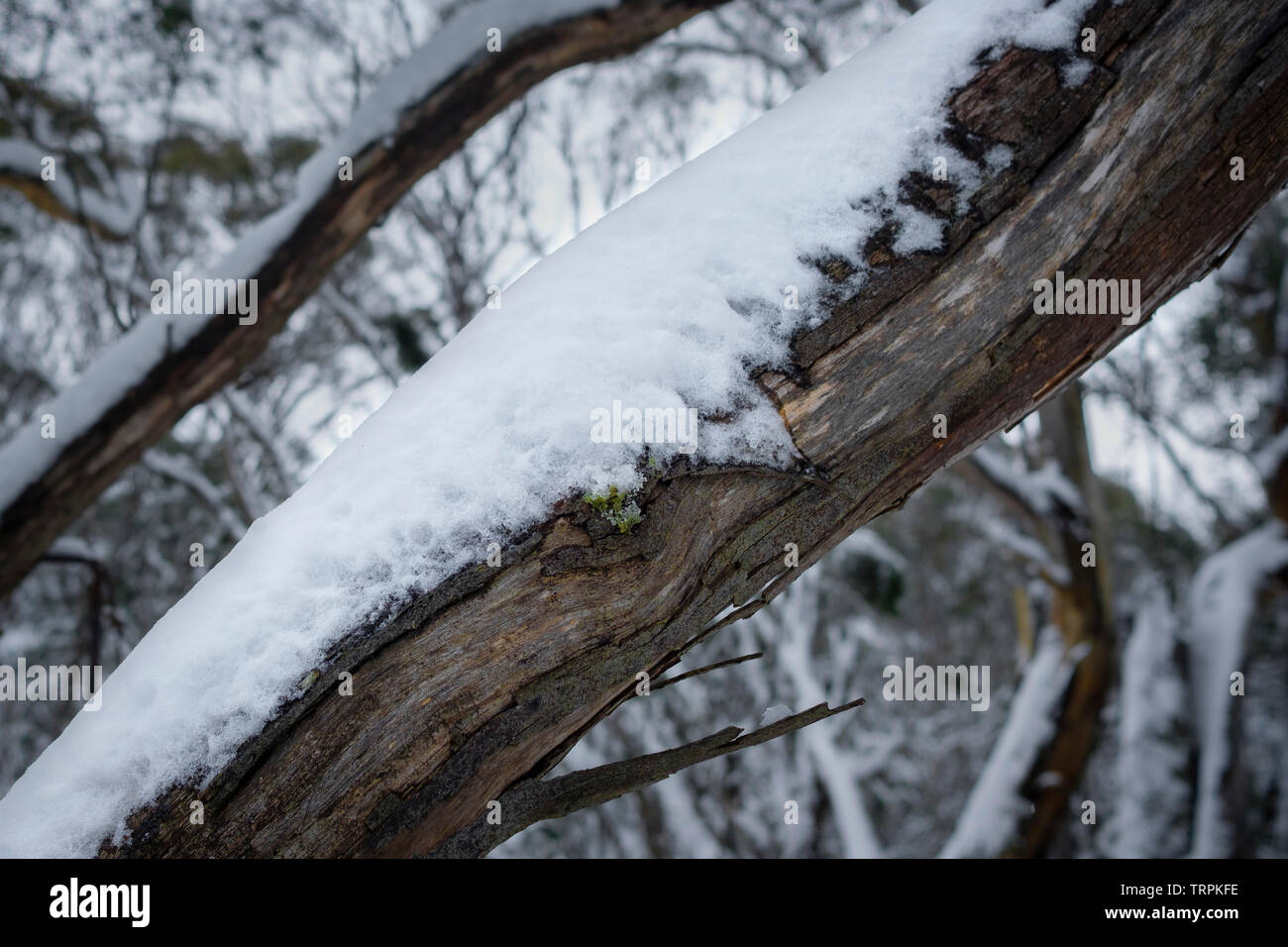 La neige reposant sur l'écorce d'un gommier. Thredbo, EN IN Banque D'Images