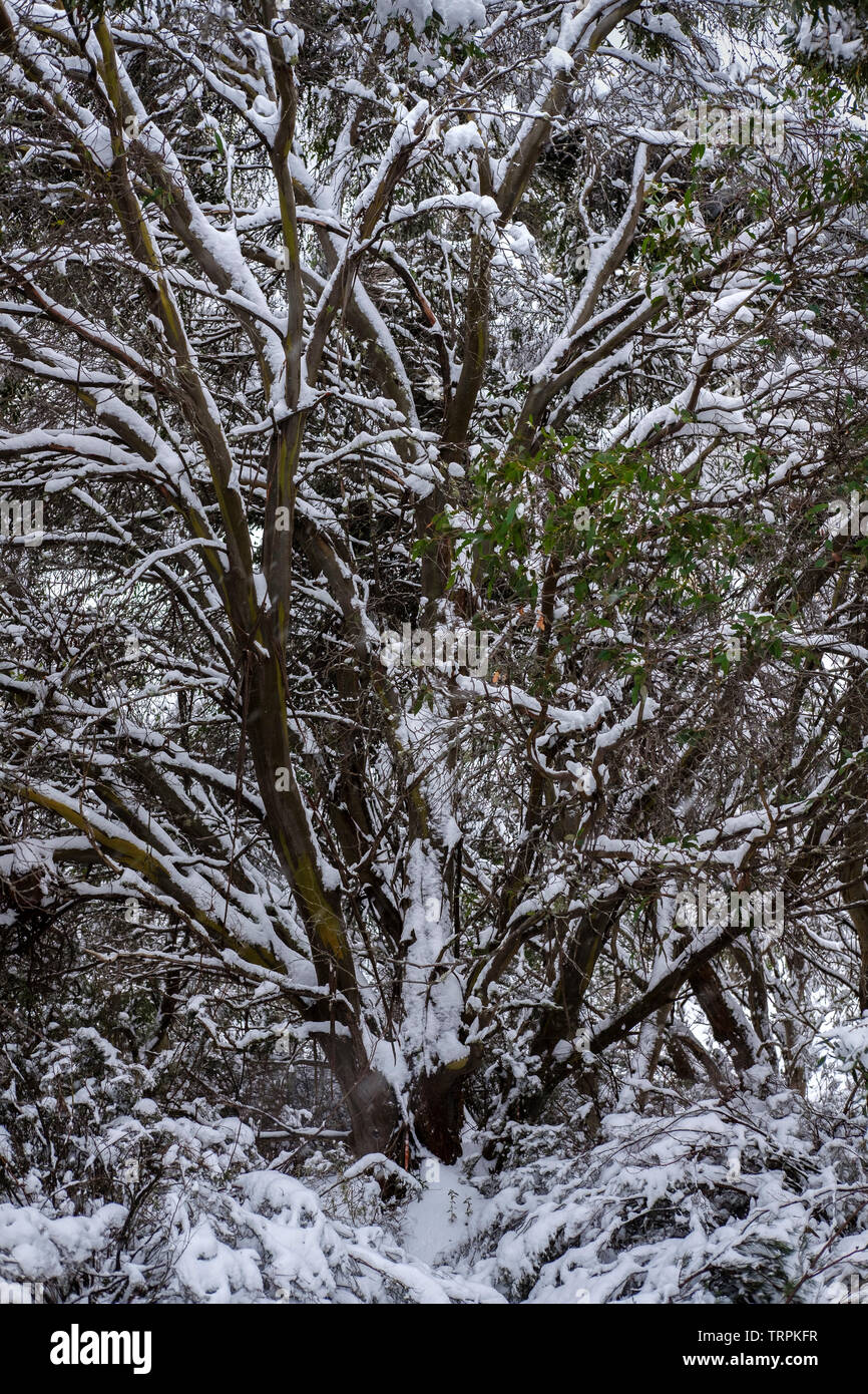 La neige reposant sur l'écorce d'un gommier. Thredbo, EN IN Banque D'Images