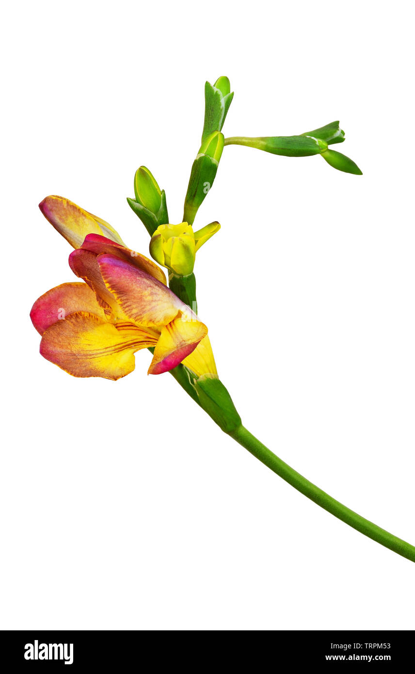 Fleur de freesia rouge et jaune et les bourgeons isolated on white Banque D'Images