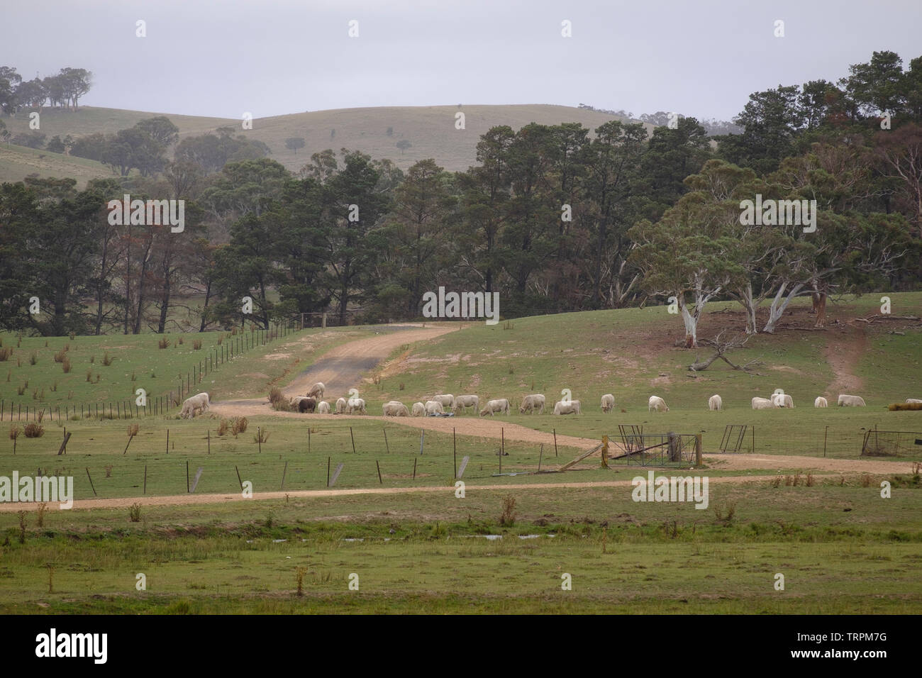 Des moutons paissant sur une route de terre sous la pluie. Le lac George, NSW. Banque D'Images