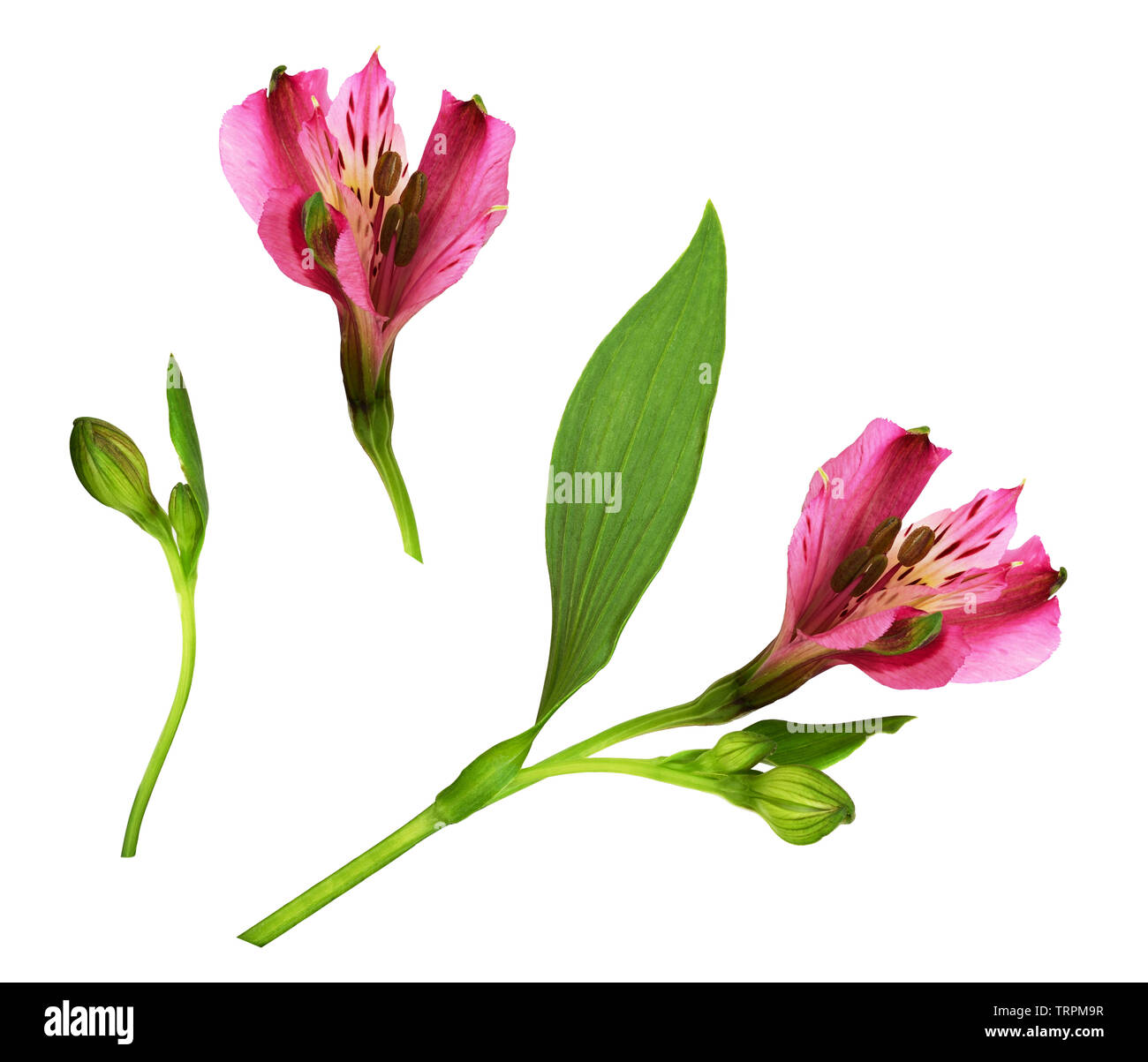 Ensemble d'alstroemeria rose fleurs et bourgeons isolated on white Banque D'Images