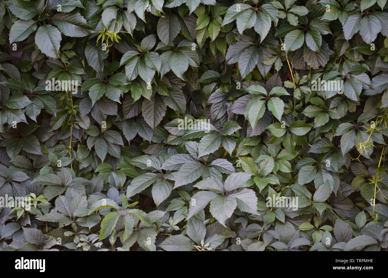 Fond avec des feuilles vertes de vigne sauvage Banque D'Images