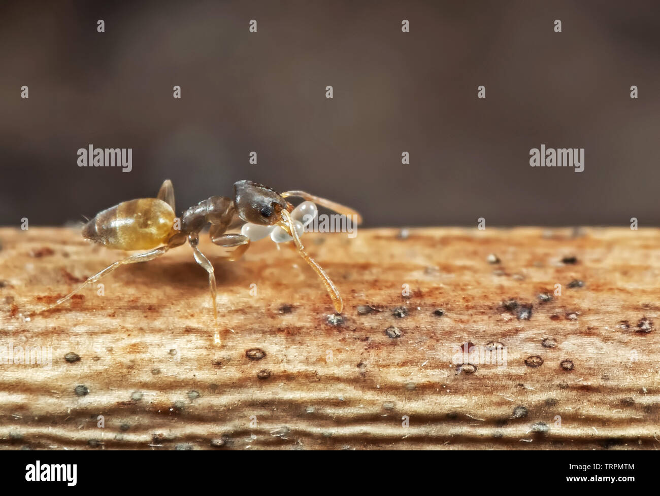La macro photographie de minuscules oeufs comptable Ant et d'exécution sur Stick Banque D'Images