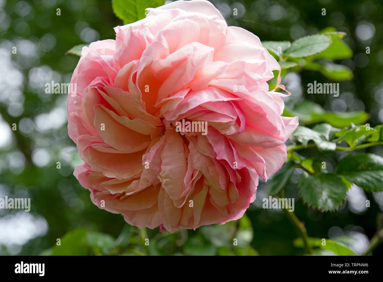 Rose Pierre de Ronsard Banque D'Images