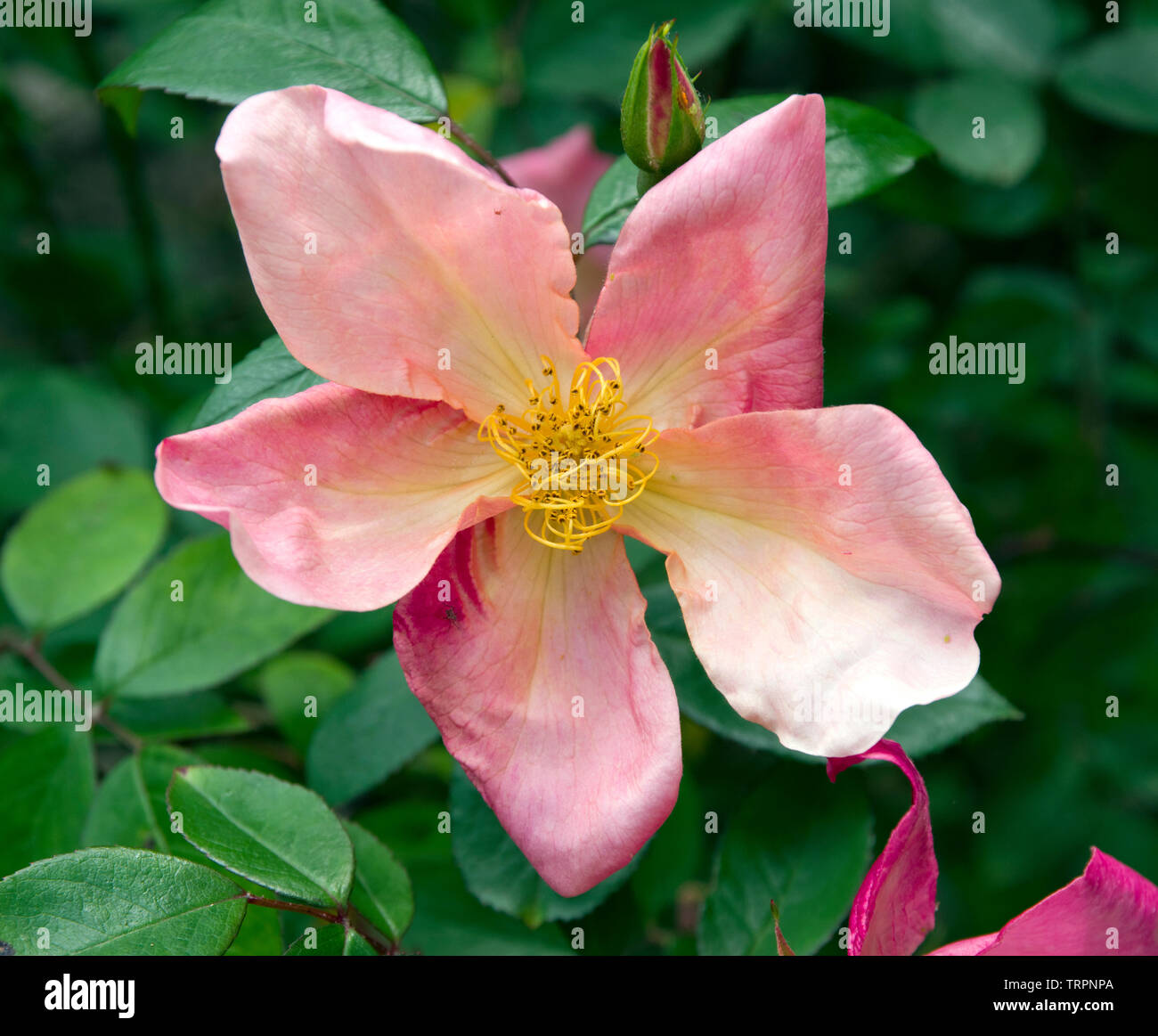 Rosa chinensis 'Mutabilis' Banque D'Images