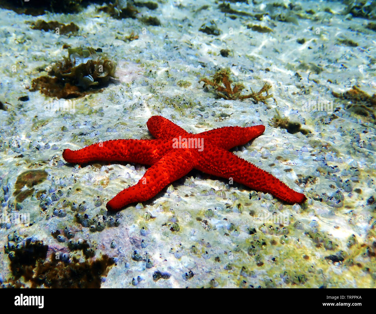 Méditerranée Mer Rouge Echinaster sepositus - Star Banque D'Images