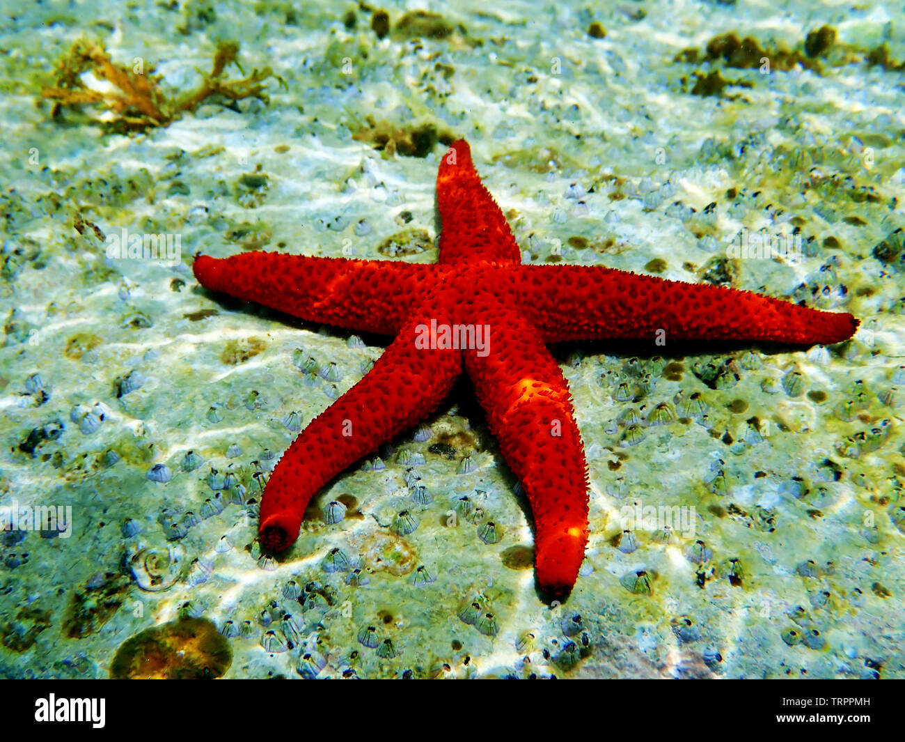 Méditerranée Mer Rouge Echinaster sepositus - Star Banque D'Images