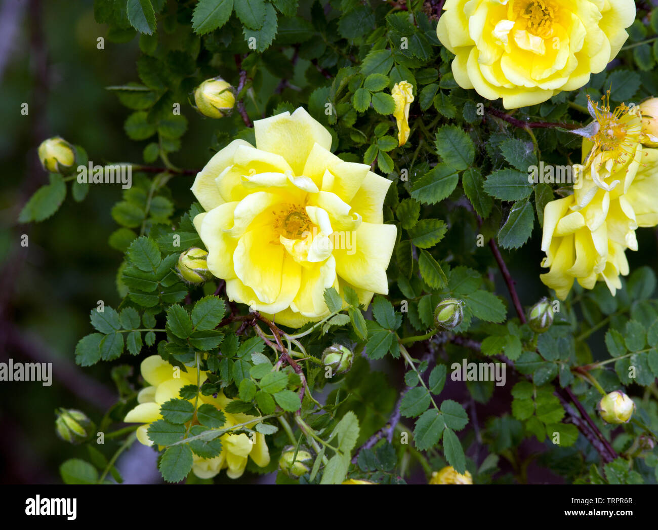 Rose jaune de Harrison Banque D'Images