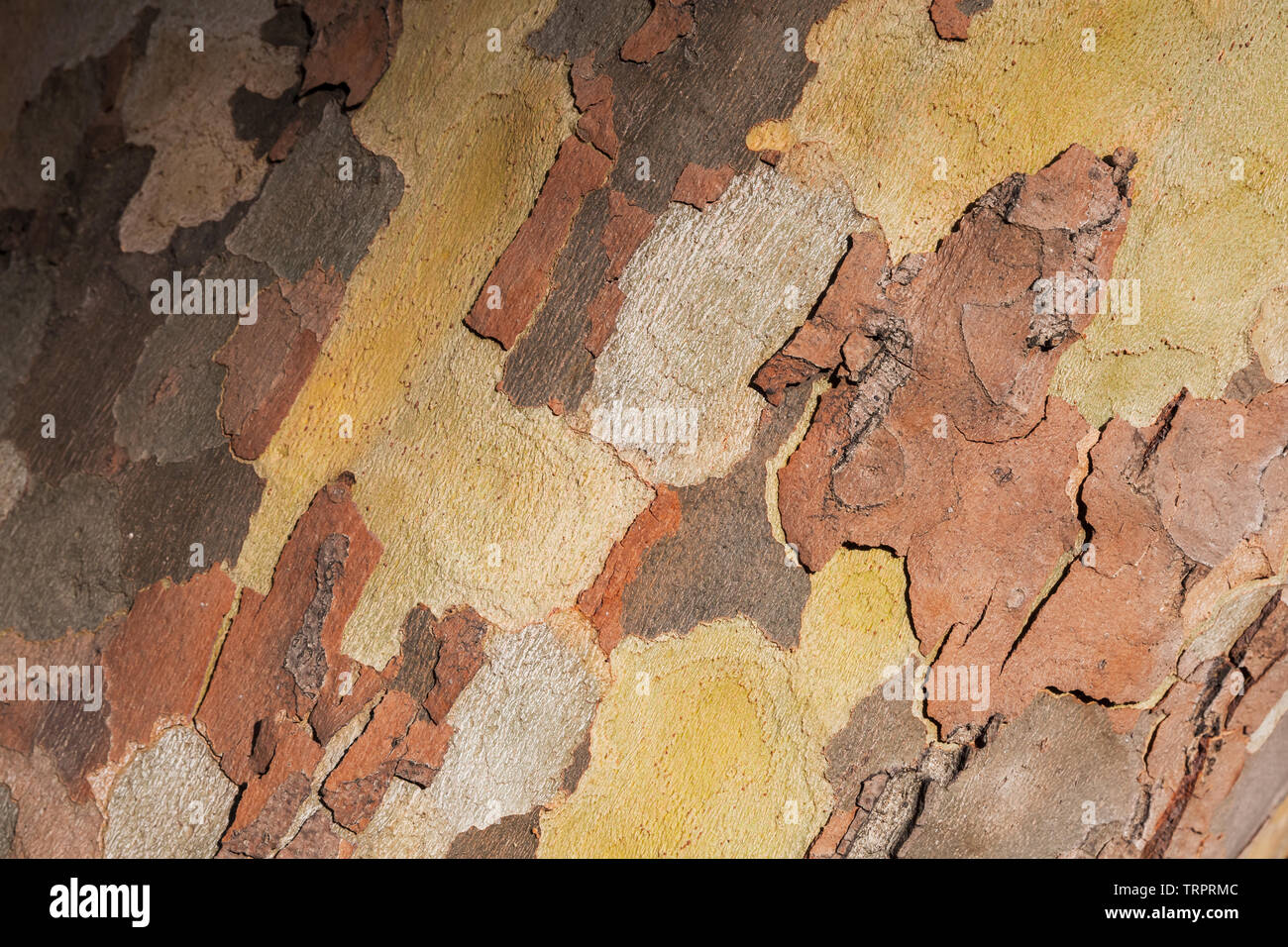 L'écorce de pin, Close up texture de fond photo Banque D'Images