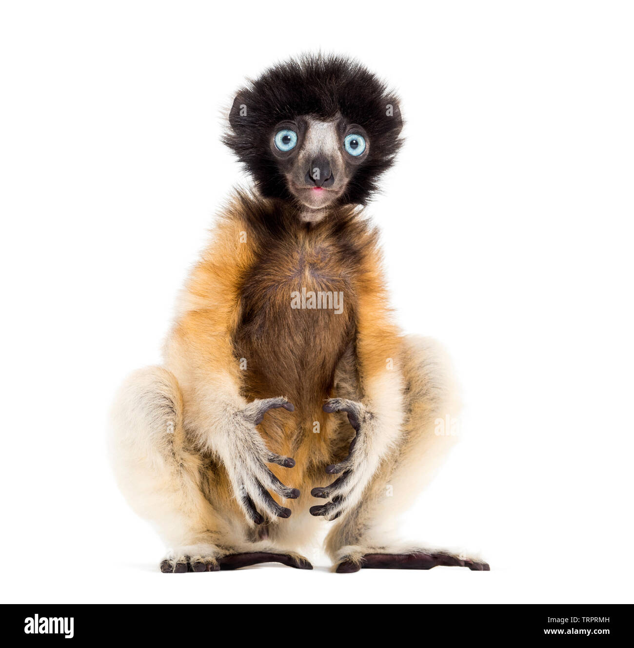 4 mois bébé Sifaka couronné assis contre fond blanc Banque D'Images