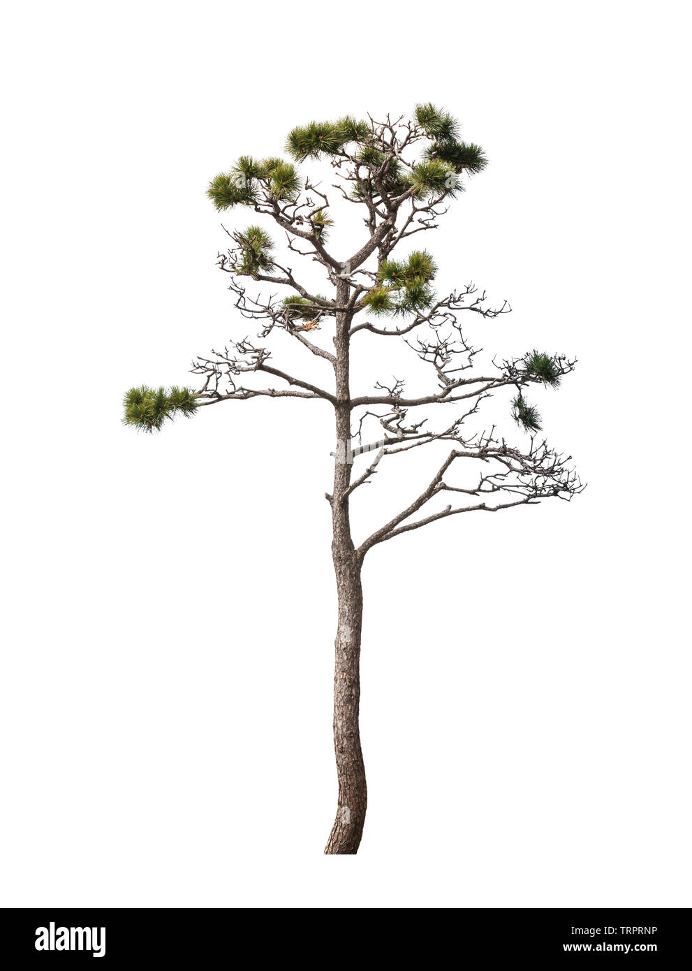 Pine Tree asiatique isolé sur fond blanc, naturel photo avec effet coupé Banque D'Images